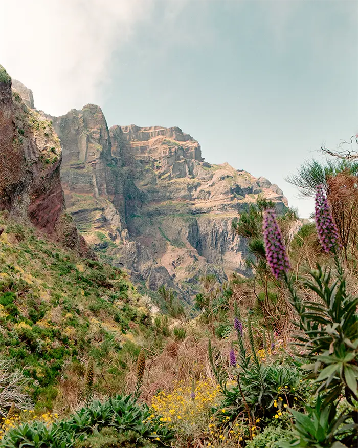 Berglandschaft in Madeira mit vielen schönen bunten Blumen im Vordergrund